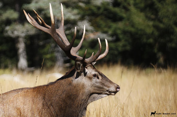 Cerf 11