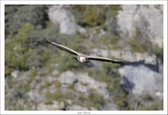 Vautour fauve 16