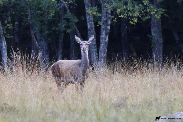 Biche 4