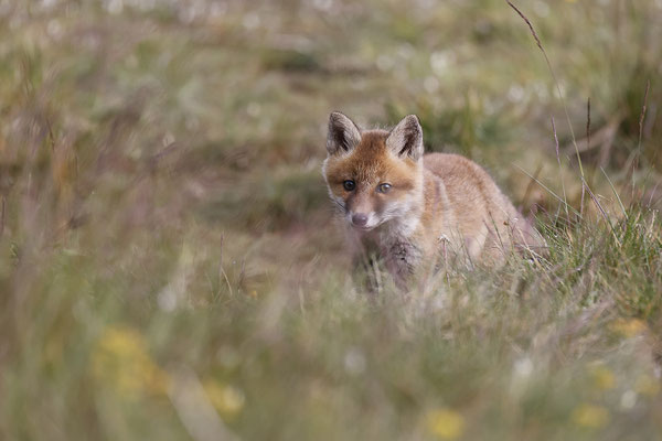 Renard 111
