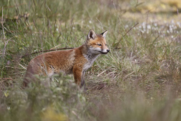 Renard 121