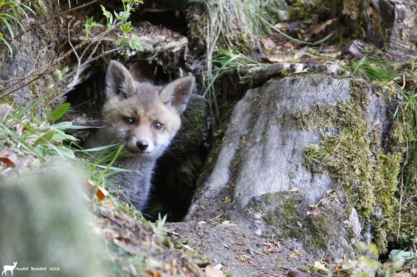 Renard 9