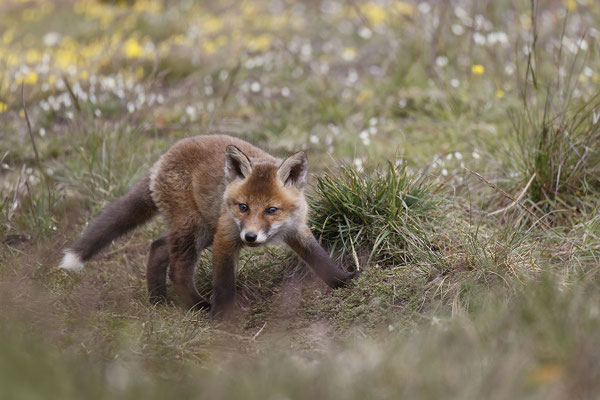 Renard 135