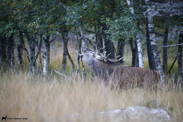 Cerf 19-4