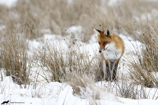 Renard  22/4