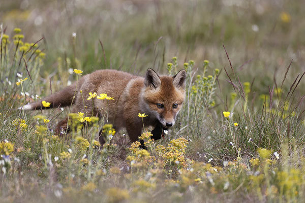 Renard 127