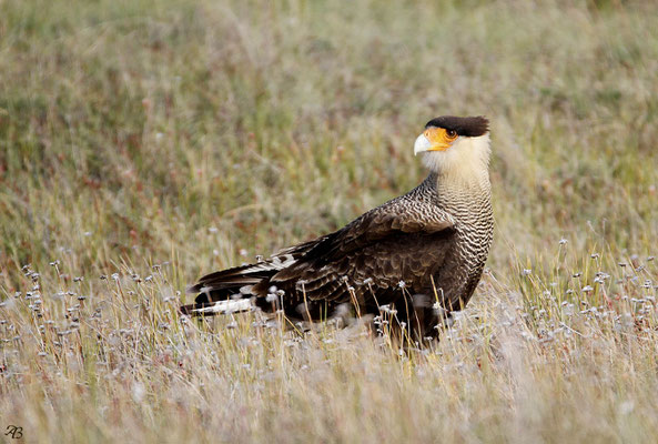 Caracara