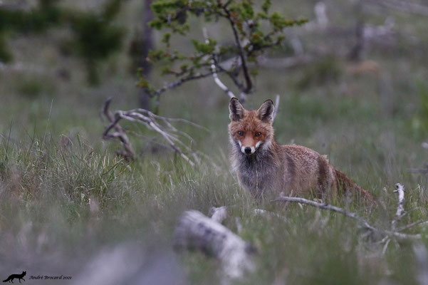 Renard 21/1
