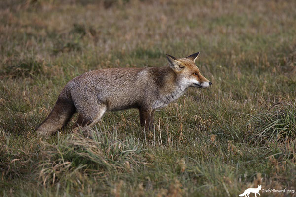 Renard 25 1