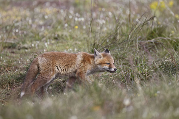 Renard 123