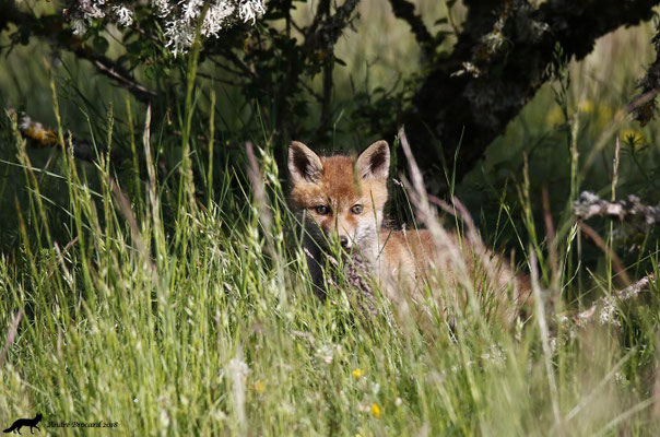 Renard 23