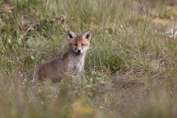 Renard 104