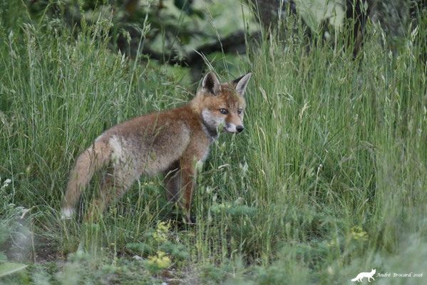 Renard 35