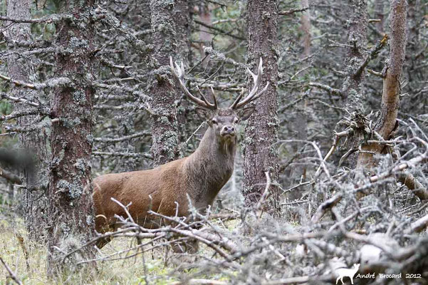Cerf 31