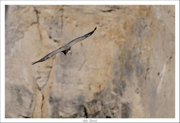 Vautour fauve 5
