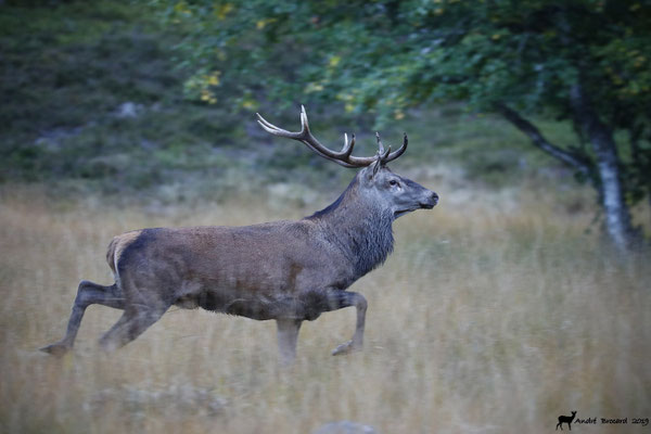 Cerf 19-11
