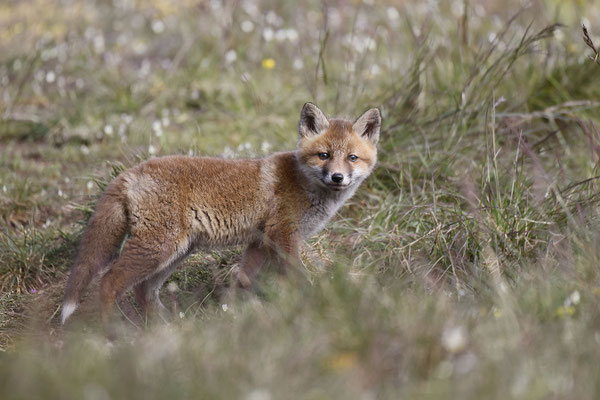 Renard 124
