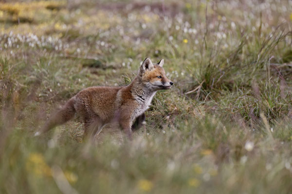 Renard 115
