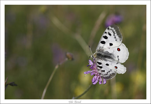 Apollon 2