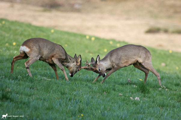 Combat de chevreuils