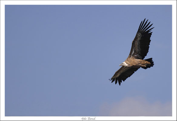 Vautour fauve 10