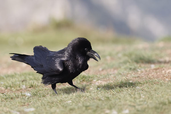 Grand corbeau E 2