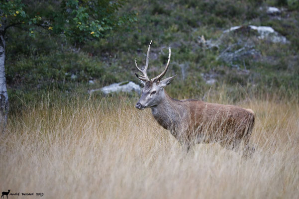 Cerf 19-16