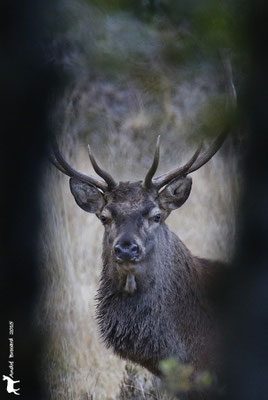 Cerf 17