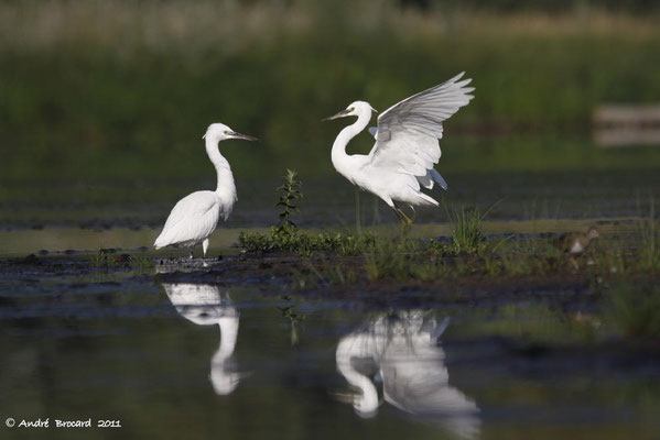 Aigrette garzette 1