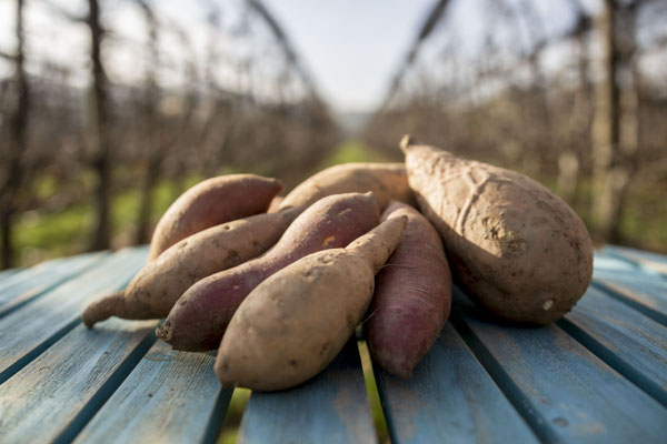 Auf unsere Steirischen Süßkartoffeln sind wir besonders stolz.