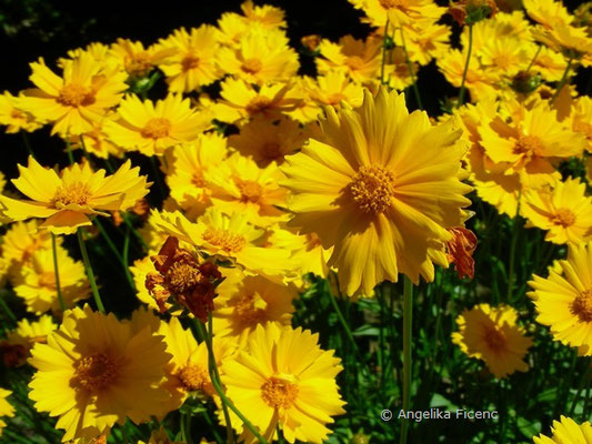 Cosmos Sulphureum - Gelbes Schmuckkörbchen  © Mag. Angelika Ficenc