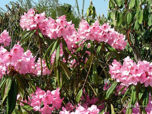 Rhododendron ramsdenianum  © Mag. Angelika Ficenc