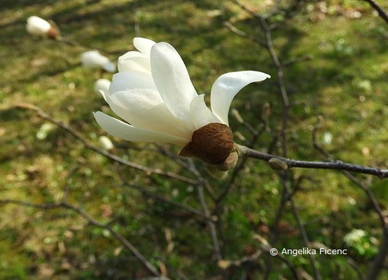 Magnolia stellata "Royal Star" - Stern Magnolie  © Mag. Angelika Ficenc