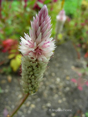 Celosia argentea var. cristata - Silberbrandschopf    © Mag. Angelika Ficenc