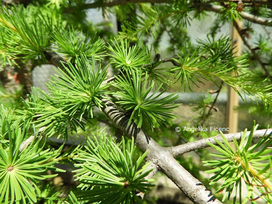 Larix decidua © Mag. Angelika Ficenc