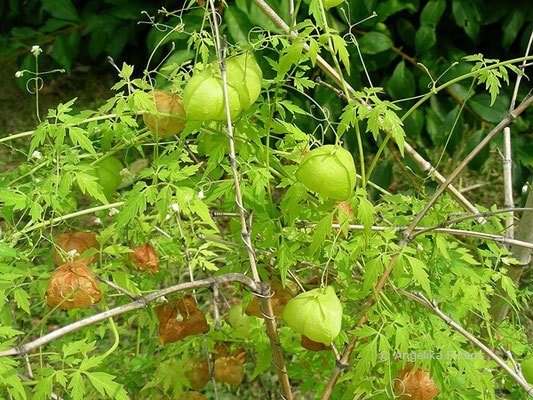 Cardiospermum halicacabum - Ballonrebe,   © Mag. Angelika Ficenc