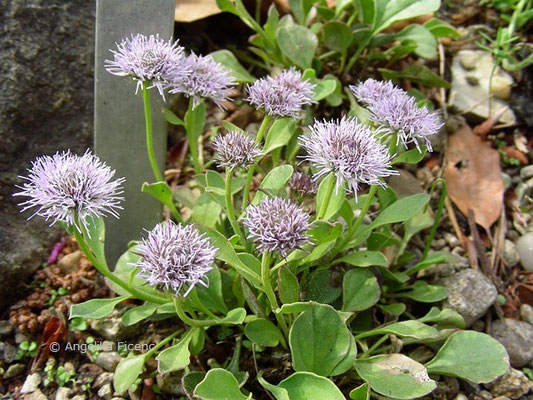 Globularia incarnescens - Kugelblume  © Mag. Angelika Ficenc