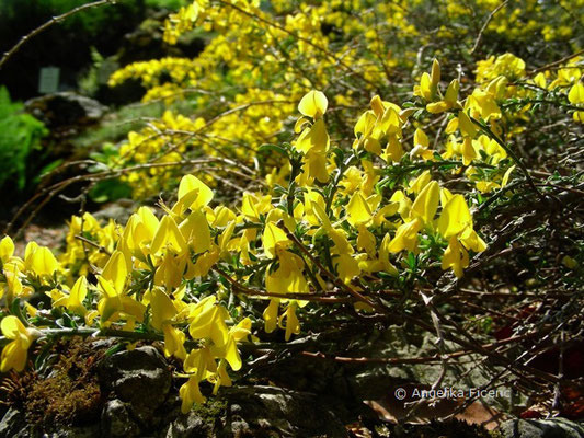 Genista pilosa - Heideginster   © Mag. Angelika Ficenc