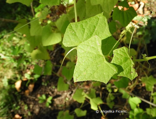 Cyclanthera brachystachya © Mag. Angelika Ficenc