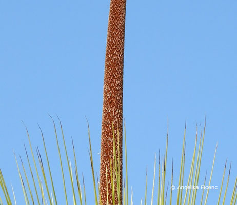 Australischer Grasbaum, Xanthorrhoea glauca subsp. glauca,© Mag. Angelika Ficenc