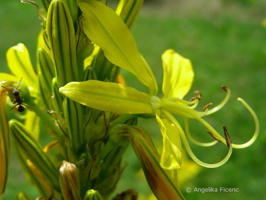 Asphodeline lutea - Gelber Affodil,   © Mag. Angelika Ficenc