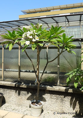 Plumeria alba, Habitus