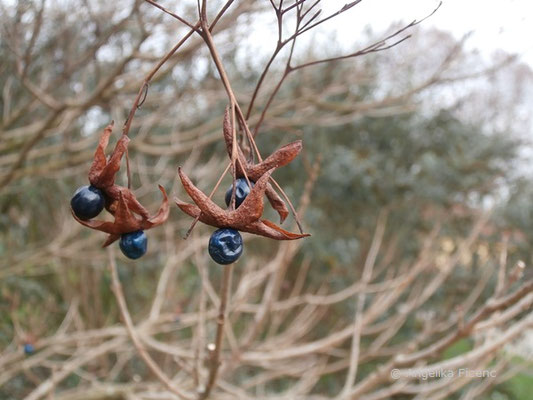 Clerodendrum trichotomum - Japanischer Losstrauch, Früchte  © Mag. Angelika Ficenc