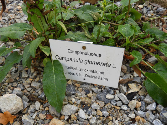 Campanula glomerata - Knäuel Glockenblume  © Mag. Angelika Ficenc