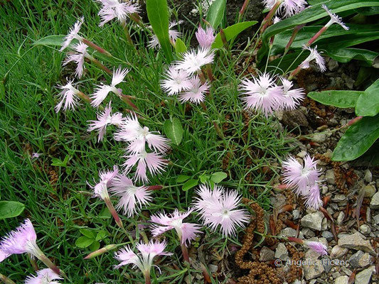 Dianthus plumarius ssp. blandus - Zierliche Federnelke  © Mag. Angelika Ficenc