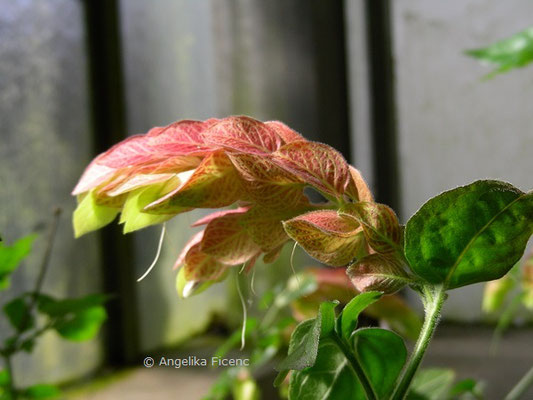 Justicia brandegeeana - Garnelen Justizie    © Angelika Ficenc