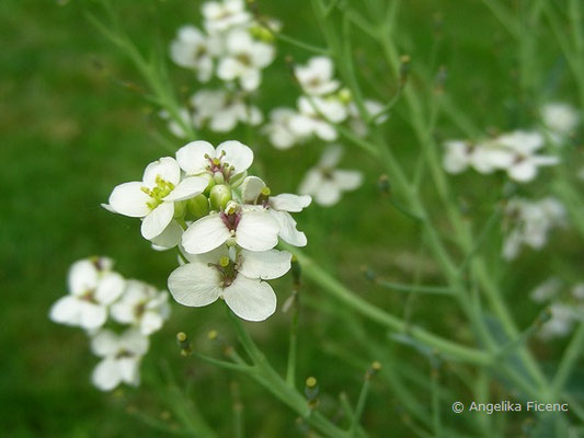 Crambe maritima - Meerkohl, Blüten  © Mag. Angelika Ficenc