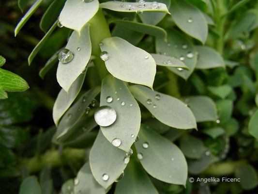 Euphorbia myrsinites - Walzen Wolfsmilch, © Mag. Angelika Ficenc