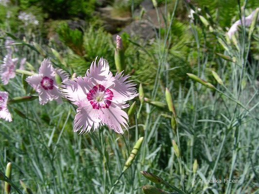 Dianthus uralensis - Ural Nelke  © Mag. Angelika Ficenc