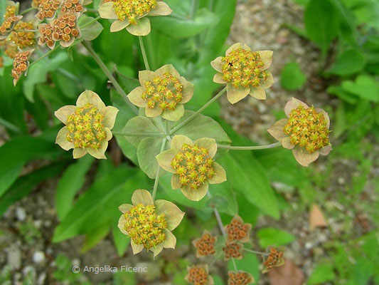 Bupleurum longifolium - Langblättriges Hasenohr  © Mag. Angelika Ficenc